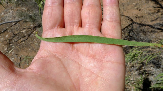 Eremophila longifolia
