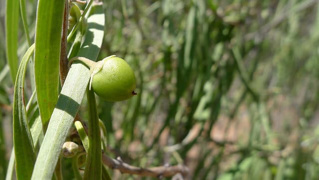 Eremophila longifolia