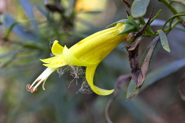 Eremophila maculata