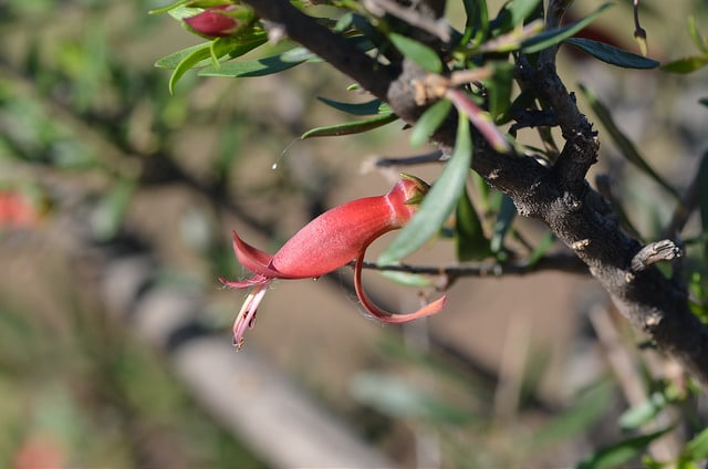 Eremophila maculata