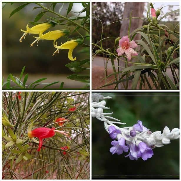 Eremophila maculata