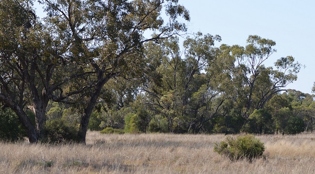 Eremophila maculata