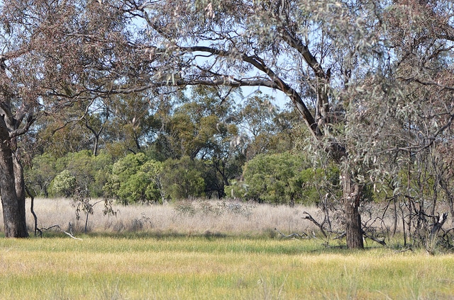 Eremophila maculata