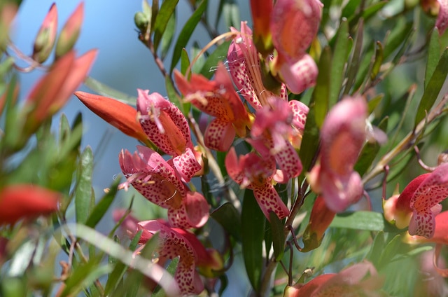 Eremophila maculata (Eremophila maculata)