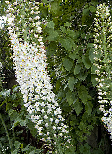 Eremurus olgae (Eremurus olgae)