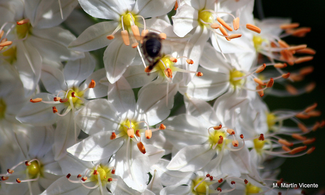Eremurus robustus (Eremurus robustus)