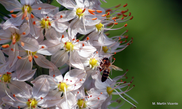 Eremurus robustus