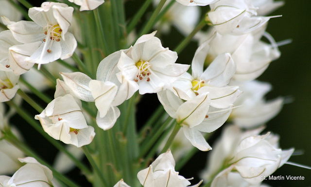 Eremurus robustus