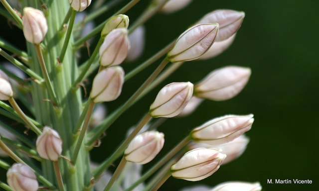 Eremurus robustus
