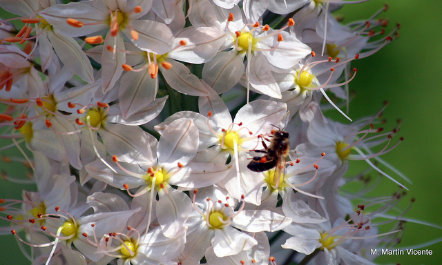 Eremurus robustus