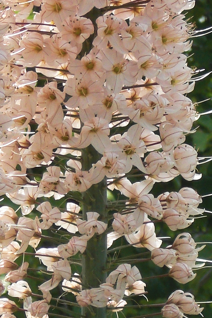Eremurus robustus