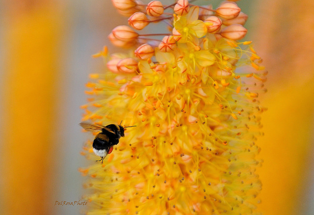 Quenouille de cléopâtre (Eremurus stenophyllus)