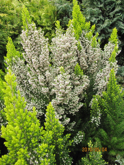 Bruyère arborescente