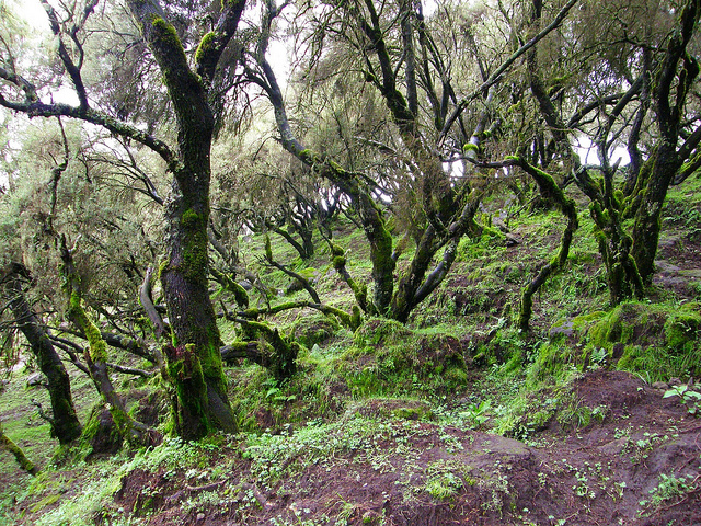 Bruyère arborescente