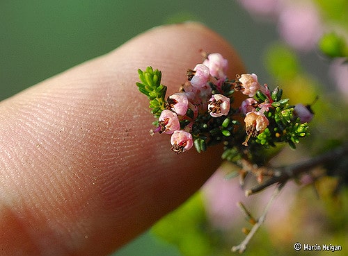Erica canaliculata