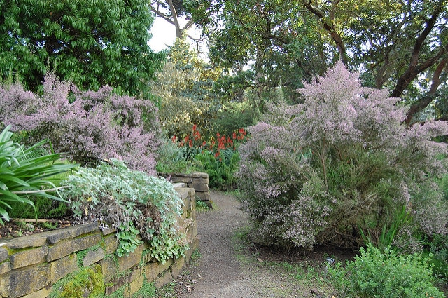 Erica canaliculata