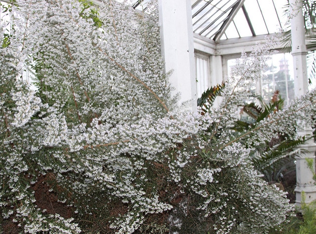 Erica canaliculata