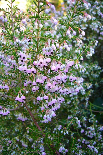 Erica canaliculata