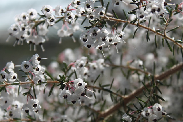 Erica canaliculata