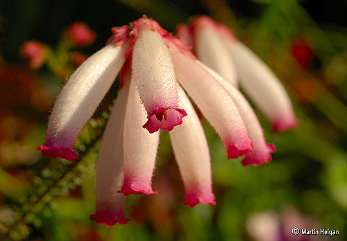 Erica cerinthoides