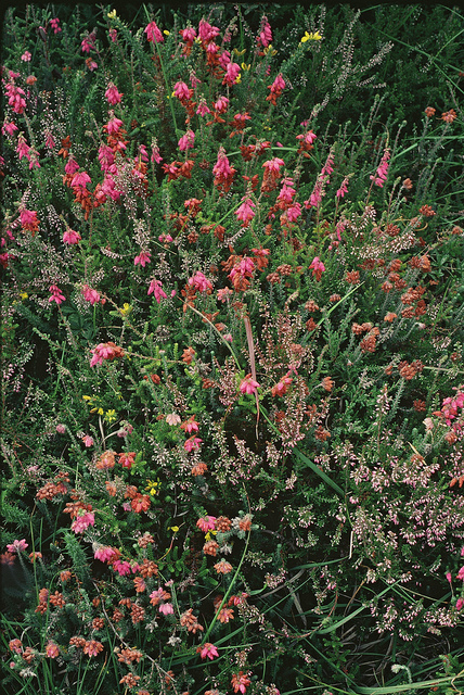 Bruyère ciliée