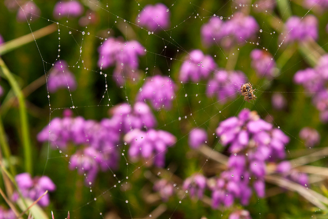 Bruyère ciliée (Erica ciliaris)