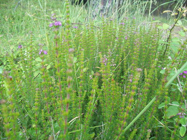 Bruyère cendrée