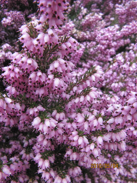 Erica erigena