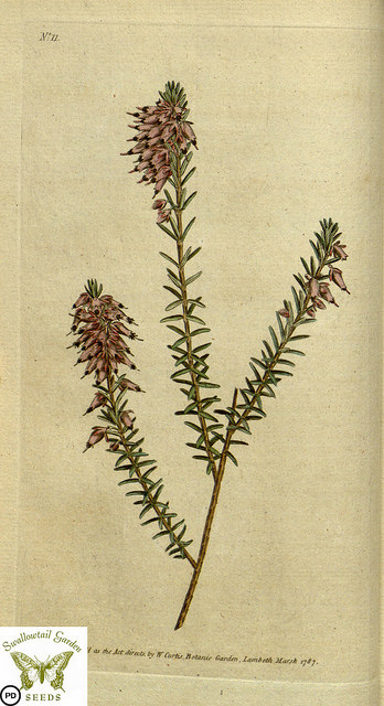 Bruyère carnée