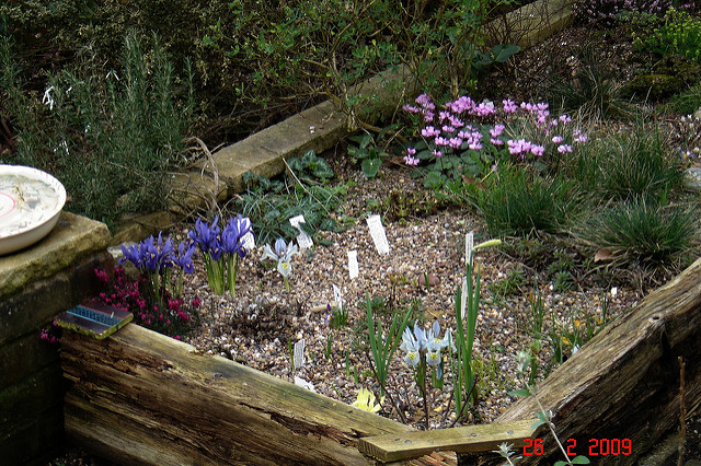 Bruyère carnée (Erica herbacea)