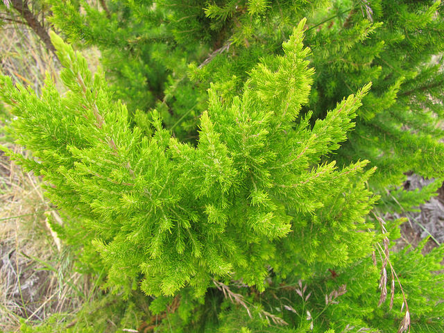 Bruyère du portugal (Erica lusitanica)