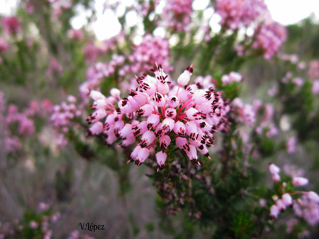 Bruyère à nombreuses fleurs