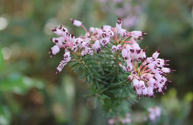 Bruyère à nombreuses fleurs