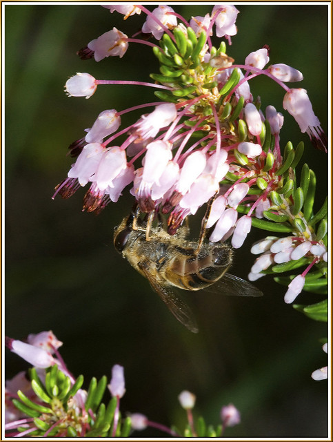 Bruyère à nombreuses fleurs