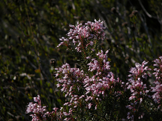 Bruyère à nombreuses fleurs