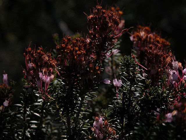 Bruyère à nombreuses fleurs (Erica multiflora)