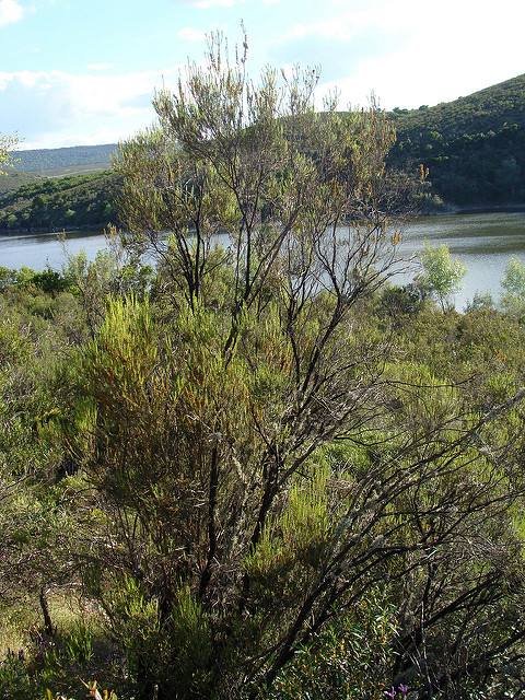 Bruyère à balais