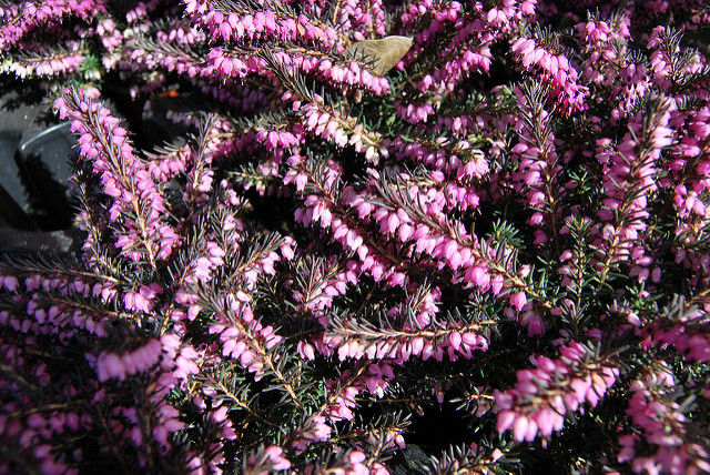 Bruyère à balais (Erica scoparia)