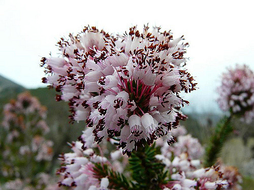 Bruyère de corse (Erica terminalis)