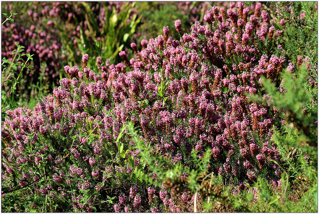 Bruyère vagabonde (Erica vagans)