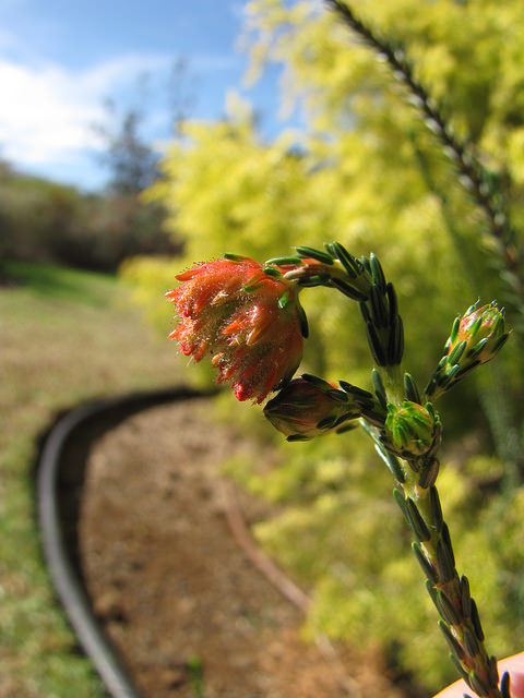 Bruyère de porcelaine (Erica ventricosa)