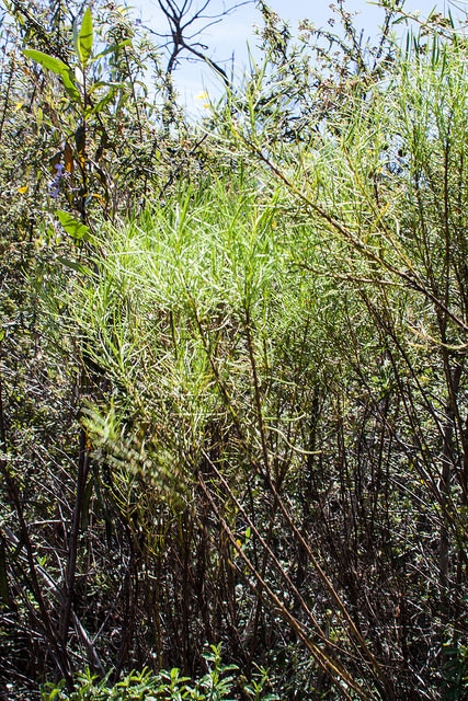 Ericameria arborescens