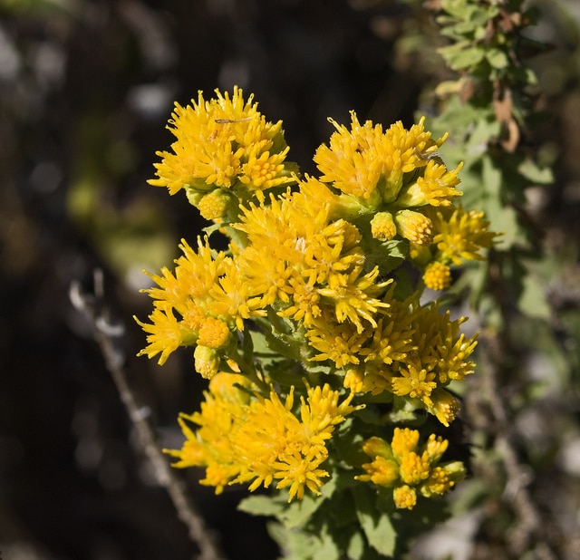 Ericameria arborescens