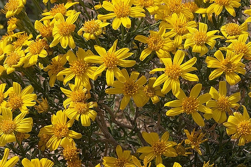 Ericameria linearifolia