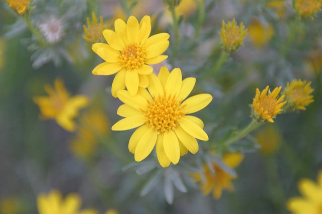 Ericameria linearifolia