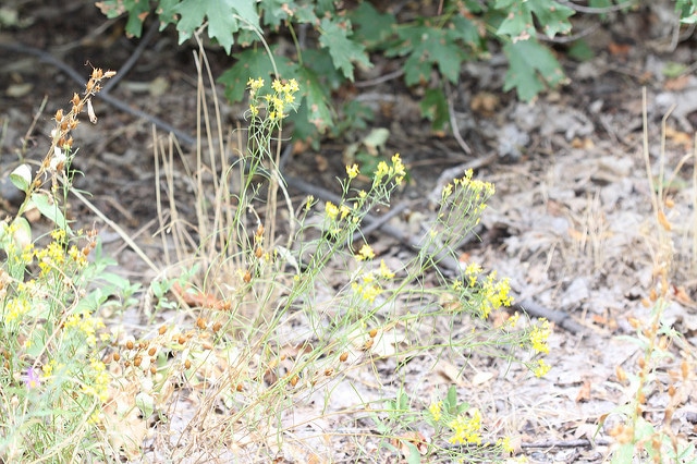 Ericameria linearifolia