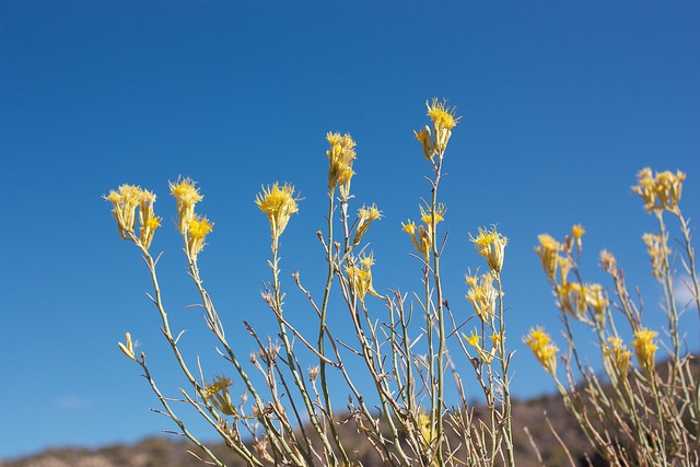 Ericameria nauseosa