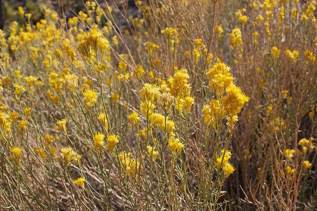 Ericameria nauseosa