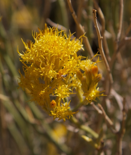 Ericameria nauseosa