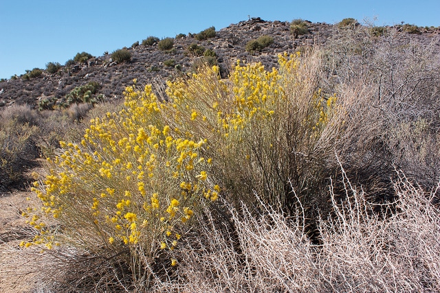 Ericameria nauseosa